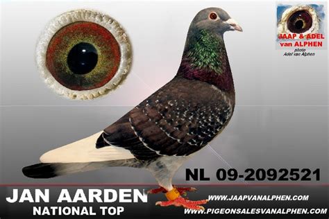 jan aarden pigeons for sale|The House of Aarden U.S.A. – Jan Aarden based pigeons U.S.A..